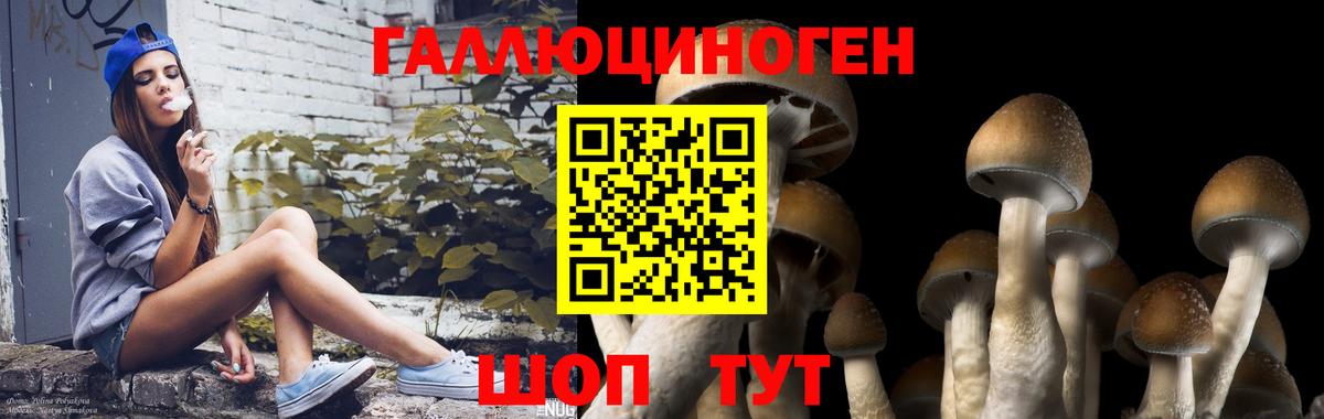 Псилоцибиновые грибы Psilocybe Астрахань